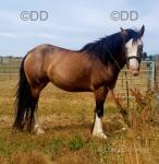 Lilly, 14.2hh Riding Mare