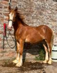Yearling Colt