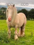 Yearling Colt