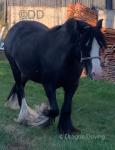 12.2hh Mare
