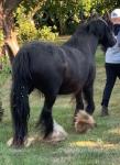 12.2hh Mare