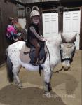 10.3hh Riding Gelding 