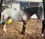 Gelding 