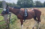 Ride and Drive Filly