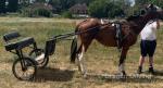 Ride and Drive Filly