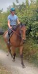 Dj, Thoroughbred Gelding 