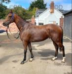 Dj, Thoroughbred Gelding 