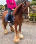 Ginger, 12.2hh Riding Mare
