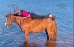Ginger, 12.2hh Riding Mare