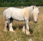 Colt