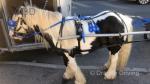 Prince, 11.3hh Ride and Drive Gelding