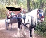 Prince, 11.3hh Ride and Drive Gelding