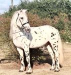 15hh Riding Gelding 