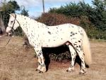 15hh Riding Gelding 