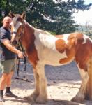 Gelding 