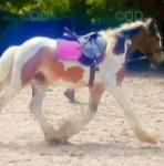 Gelding 