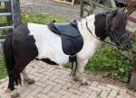 Shetland Ride and Drive Gelding 