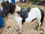 Shetland Ride and Drive Gelding 