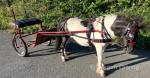 Shetland Ride and Drive Gelding 