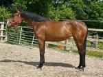 16.1hh Mare