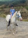 15hh Riding Gelding