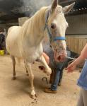 15hh Riding Gelding