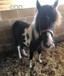 Magpie, 2 Year Old Shetland Gelding