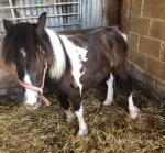 Magpie, 2 Year Old Shetland Gelding
