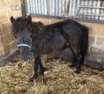Black Fox, 2 year old Shetland Gelding