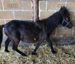 Black Fox, 2 year old Shetland Gelding