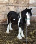 Wallace, Yearling Colt