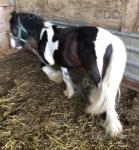 Wallace, Yearling Colt
