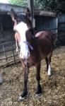 Gromit, 2 Year Old Colt