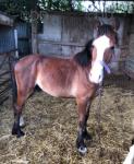 Gromit, 2 Year Old Colt