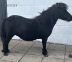 Mary, Shetland Mare possibly in Foal