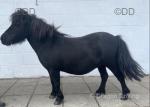 Mary, Shetland Mare possibly in Foal