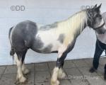 2 Year Old Colt