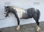 2 Year Old Colt