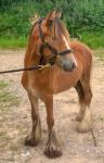 Yearling Filly