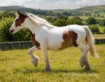 Yearling Filly