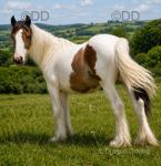 Yearling Filly