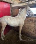 Yearling Filly
