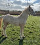 Yearling Filly