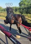 Jd Jack Daniels, 14hh Driving Gelding 