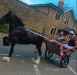 Jd Jack Daniels, 14hh Driving Gelding 