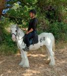 Daisy, 12.3hh Riding Mare