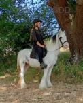 Daisy, 12.3hh Riding Mare