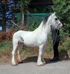 Daisy, 12.3hh Riding Mare
