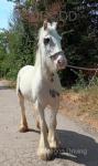 Daisy, 12.3hh Riding Mare