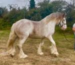 Tango, Yearling Colt